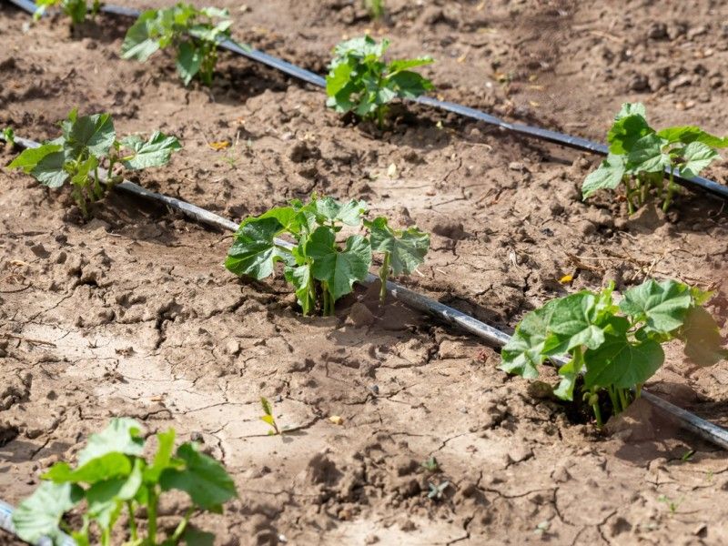 Siccità: Bene Cabina Regia di Palazzo Chigi, ora sostegni economici alle imprese. Urgente un Piano acque per uscire da cronica emergenza - Comunicati | Confederazione Generale dell'Agricoltura Italiana Siccità: Bene Cabina Regia di Palazzo Chigi, ora sostegni economici alle imprese. Urgente un Piano acque per uscire da cronica emergenza - Comunicati | Confederazione Generale dell'Agricoltura Italiana